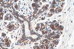 FARSA Antibody in Immunohistochemistry (Paraffin) (IHC (P))
