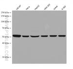 FARSA Antibody in Western Blot (WB)