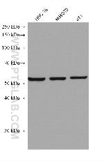 FARSA Antibody in Western Blot (WB)