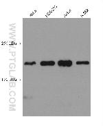 ACF1 Antibody in Western Blot (WB)