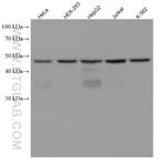 SLC7A5 Antibody in Western Blot (WB)