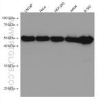 TrpRS Antibody in Western Blot (WB)