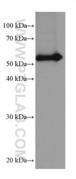 TrpRS Antibody in Western Blot (WB)