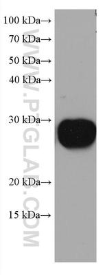RAB14 Antibody in Western Blot (WB)