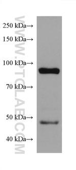 SATB2 Antibody in Western Blot (WB)