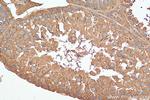 CCT6B Antibody in Immunohistochemistry (Paraffin) (IHC (P))