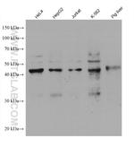 SHMT1 Antibody in Western Blot (WB)