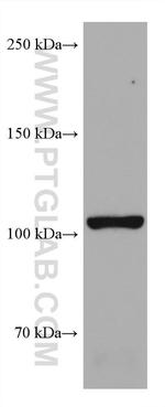 PIK3CD Antibody in Western Blot (WB)