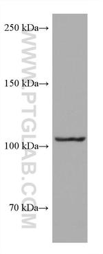 PIK3CD Antibody in Western Blot (WB)