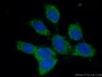 DNAJB4 Antibody in Immunocytochemistry (ICC/IF)