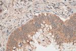 DNAJB4 Antibody in Immunohistochemistry (Paraffin) (IHC (P))