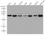 DNAJB4 Antibody in Western Blot (WB)