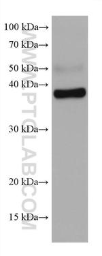 DNAJB4 Antibody in Western Blot (WB)
