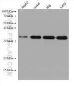 MYD88 Antibody in Western Blot (WB)