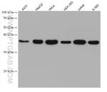 FDPS Antibody in Western Blot (WB)