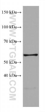 LIMK1 Antibody in Western Blot (WB)