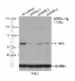 LIMK1 Antibody in Western Blot (WB)