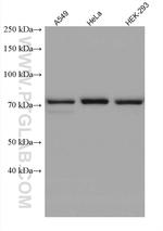 ARHGEF16 Antibody in Western Blot (WB)