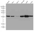 RNASEH2A Antibody in Western Blot (WB)