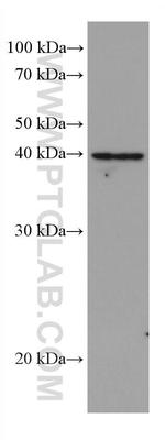 DHODH Antibody in Western Blot (WB)