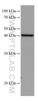 DHODH Antibody in Western Blot (WB)