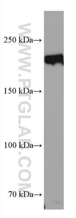 TEX14 Antibody in Western Blot (WB)