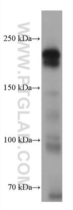 TEX14 Antibody in Western Blot (WB)