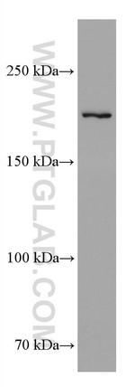 TEX14 Antibody in Western Blot (WB)