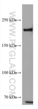 TEX14 Antibody in Western Blot (WB)
