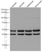 NFIX Antibody in Western Blot (WB)