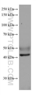 NFIX Antibody in Western Blot (WB)