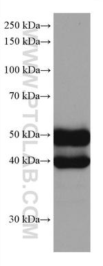 NFIX Antibody in Western Blot (WB)