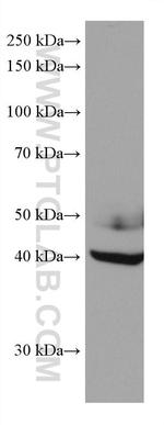 NFIX Antibody in Western Blot (WB)