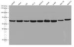 NMT1 Antibody in Western Blot (WB)