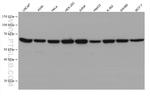 MON1B Antibody in Western Blot (WB)