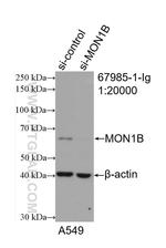 MON1B Antibody in Western Blot (WB)