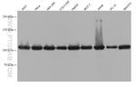 MCM6 Antibody in Western Blot (WB)