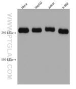 Talin-1 Antibody in Western Blot (WB)