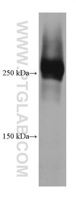 Talin-1 Antibody in Western Blot (WB)