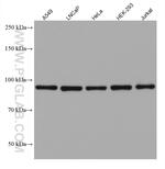 GPHN Antibody in Western Blot (WB)
