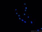 MYBBP1A Antibody in Immunocytochemistry (ICC/IF)