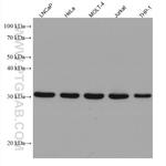 RPA2 Antibody in Western Blot (WB)
