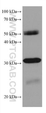 RPA2 Antibody in Western Blot (WB)