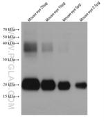 Alpha B Crystallin Antibody in Western Blot (WB)