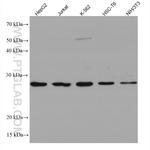 BCAS2 Antibody in Western Blot (WB)