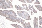 ASNS Antibody in Immunohistochemistry (Paraffin) (IHC (P))