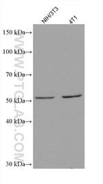 ASNS Antibody in Western Blot (WB)