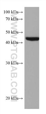 ACAT2 Antibody in Western Blot (WB)