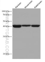 ACAT2 Antibody in Western Blot (WB)