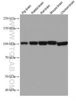 DNM1 Antibody in Western Blot (WB)